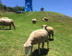 青青草原国产,绿色生态与和谐发展的奇迹之旅